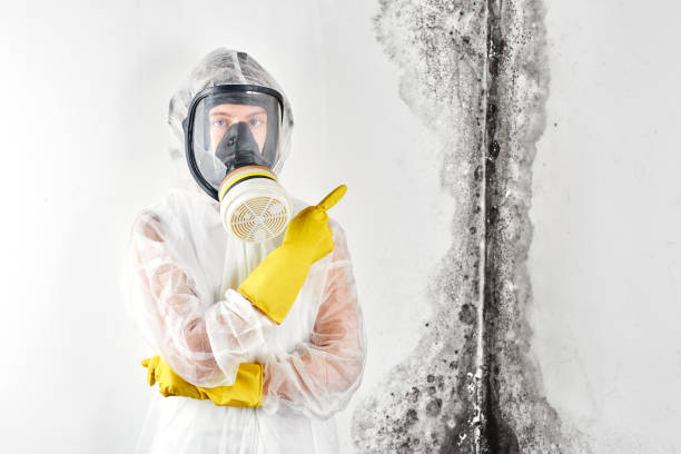 Best Environmental Consulting for Mold Prevention in Minier, IL