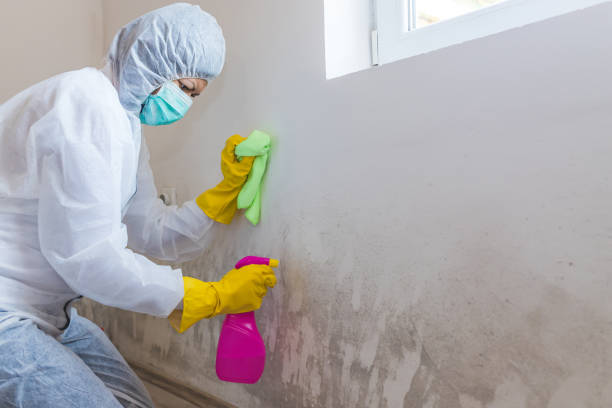 Best Water Damage & Mold Remediation in Minier, IL